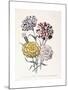 A Variety of Carnations-Jane W^ Loudon-Mounted Giclee Print