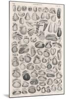 A Variety of Different Sea Shells, Including Varieties of Clam, Mussel, Whelk and Cockle-null-Mounted Art Print