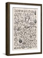 A Variety of Different Sea Shells, Including Varieties of Clam, Mussel, Whelk and Cockle-null-Framed Art Print