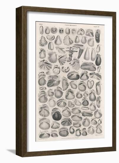 A Variety of Different Sea Shells, Including Varieties of Clam, Mussel, Whelk and Cockle-null-Framed Art Print