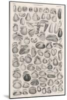 A Variety of Different Sea Shells, Including Varieties of Clam, Mussel, Whelk and Cockle-null-Mounted Art Print