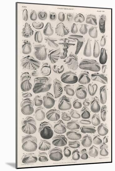 A Variety of Different Sea Shells, Including Varieties of Clam, Mussel, Whelk and Cockle-null-Mounted Art Print