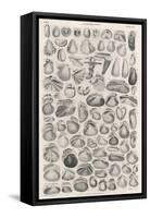 A Variety of Different Sea Shells, Including Varieties of Clam, Mussel, Whelk and Cockle-null-Framed Stretched Canvas