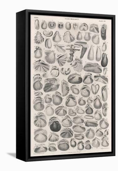 A Variety of Different Sea Shells, Including Varieties of Clam, Mussel, Whelk and Cockle-null-Framed Stretched Canvas