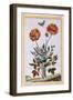 A Variety of Double Flowered Yellow Poppy, C.1776-Pierre-Joseph Buchoz-Framed Giclee Print