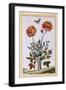 A Variety of Double Flowered Yellow Poppy, C.1776-Pierre-Joseph Buchoz-Framed Giclee Print