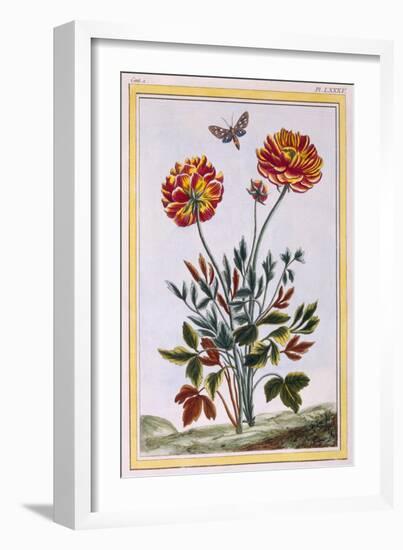 A Variety of Double Flowered Yellow Poppy, C.1776-Pierre-Joseph Buchoz-Framed Giclee Print