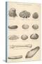A Variety of Sea Shells Including Clams, Cockles, Razor-Clams and Mussels-null-Stretched Canvas