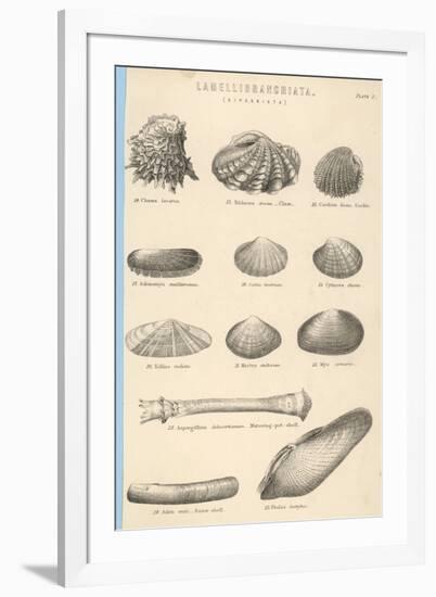 A Variety of Sea Shells Including Clams, Cockles, Razor-Clams and Mussels-null-Framed Art Print