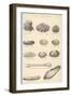 A Variety of Sea Shells Including Clams, Cockles, Razor-Clams and Mussels-null-Framed Art Print