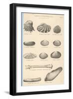 A Variety of Sea Shells Including Clams, Cockles, Razor-Clams and Mussels-null-Framed Art Print