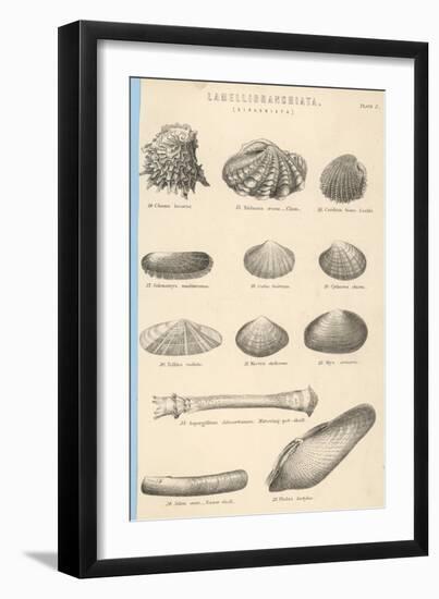 A Variety of Sea Shells Including Clams, Cockles, Razor-Clams and Mussels-null-Framed Art Print