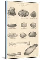 A Variety of Sea Shells Including Clams, Cockles, Razor-Clams and Mussels-null-Mounted Art Print