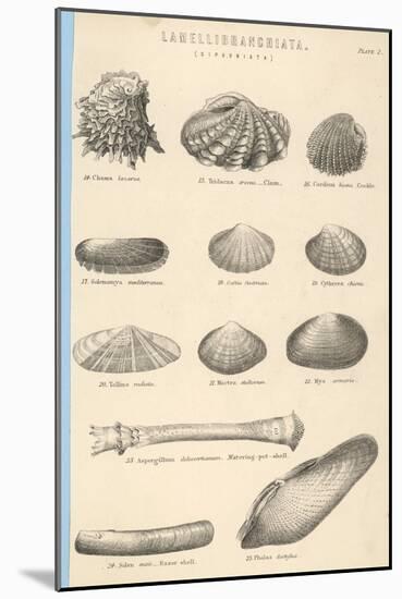 A Variety of Sea Shells Including Clams, Cockles, Razor-Clams and Mussels-null-Mounted Art Print