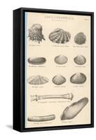 A Variety of Sea Shells Including Clams, Cockles, Razor-Clams and Mussels-null-Framed Stretched Canvas