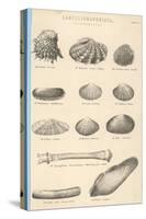 A Variety of Sea Shells Including Clams, Cockles, Razor-Clams and Mussels-null-Stretched Canvas
