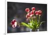 A Vase of Red and White Tulips Sitting in a Window in the Sunshine-Buddy Mays-Framed Photographic Print