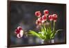 A Vase of Red and White Tulips Sitting in a Window in the Sunshine-Buddy Mays-Framed Photographic Print