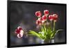 A Vase of Red and White Tulips Sitting in a Window in the Sunshine-Buddy Mays-Framed Photographic Print