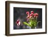 A Vase of Red and White Tulips Sitting in a Window in the Sunshine-Buddy Mays-Framed Photographic Print