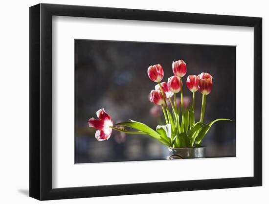 A Vase of Red and White Tulips Sitting in a Window in the Sunshine-Buddy Mays-Framed Photographic Print