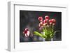 A Vase of Red and White Tulips Sitting in a Window in the Sunshine-Buddy Mays-Framed Photographic Print