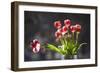 A Vase of Red and White Tulips Sitting in a Window in the Sunshine-Buddy Mays-Framed Photographic Print