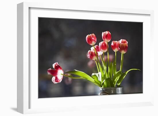 A Vase of Red and White Tulips Sitting in a Window in the Sunshine-Buddy Mays-Framed Photographic Print