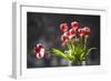 A Vase of Red and White Tulips Sitting in a Window in the Sunshine-Buddy Mays-Framed Photographic Print