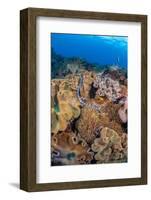 A venomous Banded sea krait swimming over a coral reef-David Fleetham-Framed Photographic Print