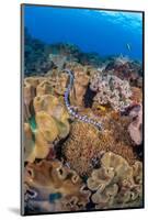 A venomous Banded sea krait swimming over a coral reef-David Fleetham-Mounted Photographic Print