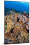 A venomous Banded sea krait swimming over a coral reef-David Fleetham-Mounted Photographic Print