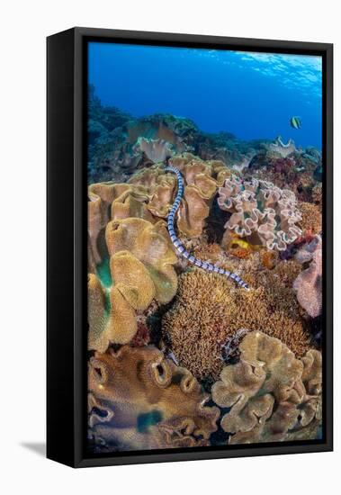 A venomous Banded sea krait swimming over a coral reef-David Fleetham-Framed Stretched Canvas