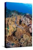 A venomous Banded sea krait swimming over a coral reef-David Fleetham-Stretched Canvas