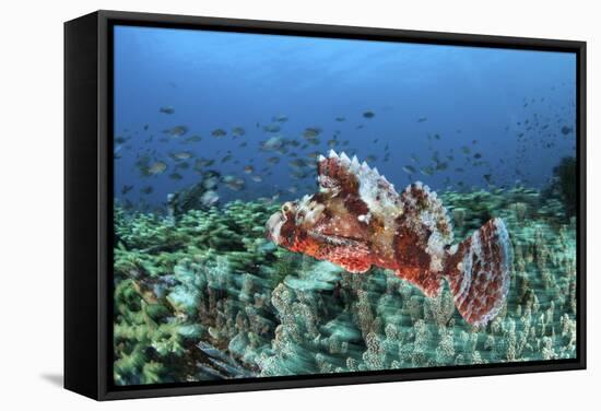 A Venomous Scorpionfish on a Coral Reef in Komodo National Park, Indonesia-Stocktrek Images-Framed Stretched Canvas