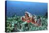 A Venomous Scorpionfish on a Coral Reef in Komodo National Park, Indonesia-Stocktrek Images-Stretched Canvas