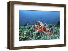 A Venomous Scorpionfish on a Coral Reef in Komodo National Park, Indonesia-Stocktrek Images-Framed Photographic Print