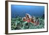 A Venomous Scorpionfish on a Coral Reef in Komodo National Park, Indonesia-Stocktrek Images-Framed Photographic Print