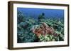 A Venomous Scorpionfish on a Coral Reef in Komodo National Park, Indonesia-Stocktrek Images-Framed Photographic Print