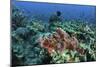 A Venomous Scorpionfish on a Coral Reef in Komodo National Park, Indonesia-Stocktrek Images-Mounted Photographic Print