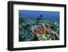 A Venomous Scorpionfish on a Coral Reef in Komodo National Park, Indonesia-Stocktrek Images-Framed Photographic Print