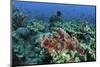 A Venomous Scorpionfish on a Coral Reef in Komodo National Park, Indonesia-Stocktrek Images-Mounted Photographic Print