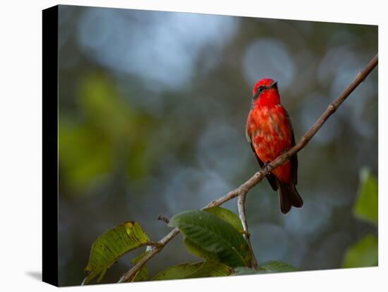 A Vermilion Flycatcher, Pyrocephalus Rubinus-Alex Saberi-Stretched Canvas