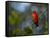 A Vermilion Flycatcher, Pyrocephalus Rubinus-Alex Saberi-Framed Stretched Canvas