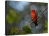 A Vermilion Flycatcher, Pyrocephalus Rubinus-Alex Saberi-Stretched Canvas