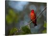 A Vermilion Flycatcher, Pyrocephalus Rubinus-Alex Saberi-Stretched Canvas