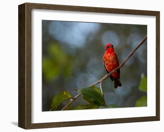 A Vermilion Flycatcher, Pyrocephalus Rubinus-Alex Saberi-Framed Photographic Print