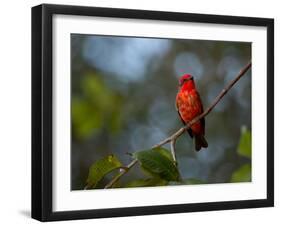 A Vermilion Flycatcher, Pyrocephalus Rubinus-Alex Saberi-Framed Photographic Print