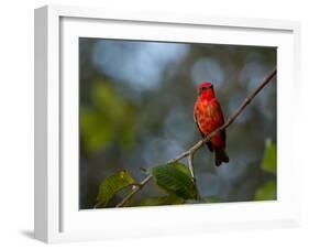 A Vermilion Flycatcher, Pyrocephalus Rubinus-Alex Saberi-Framed Photographic Print