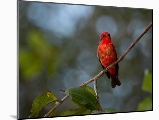 A Vermilion Flycatcher, Pyrocephalus Rubinus-Alex Saberi-Mounted Photographic Print